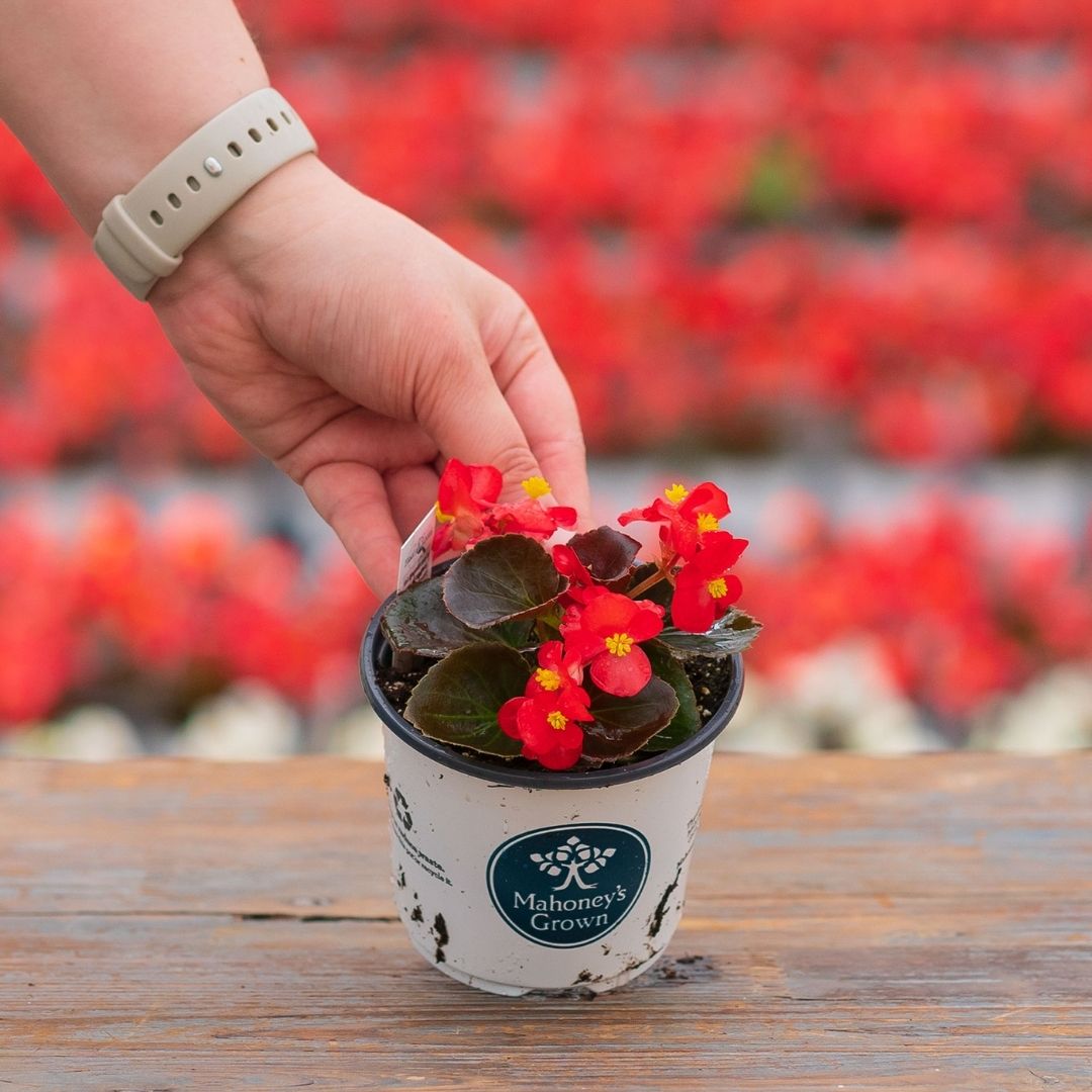 Begonia – Bada Boom Scarlet – 4″ Pot